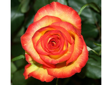 ����� ������.jpg