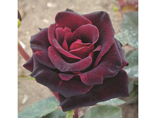 ����� �����.jpg