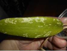 H. sp. EPC-184 (aff. graveolens)