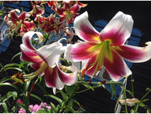 ������� ����