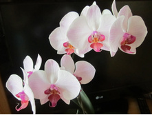 ����� 009.jpg