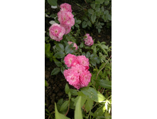 ����� ���������.jpg