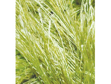 �������� 117.jpg