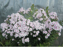 ����� 026.jpg