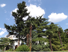 DSCF6590.JPG