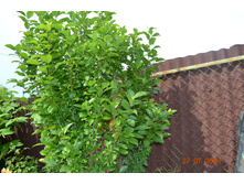 ���� ���� ��������, ���� �����-�� ������������ �����.