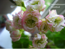 Appleblossom Rosebud