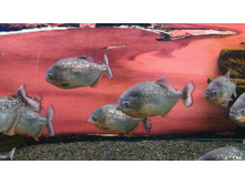 P 20160622 103416 DF.jpg