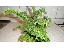 ���������� �����