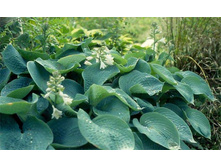 ����� ��������. 140