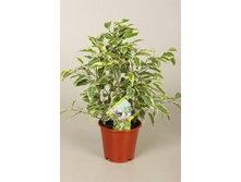 �����   �������  Ficus Petit Samantha-   �� 300 ���.