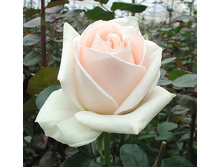 ���� �����.jpg