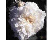 ����� (��������).bmp