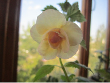 ������ 001.jpg