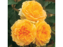 ����� (������).jpg