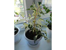 ���� ������ ����� ������...