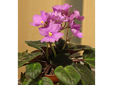 ����� ���������