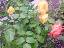 IMG 20160814 125557.jpg