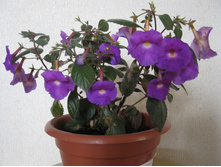 �������� ����������