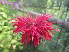 ����� 017.jpg