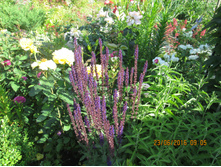 ������ ����� ��������� ��� �������� Blue � ������ Adora Blue-100 ���. (2-������ ������.)