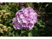 ����� ����� 150�.