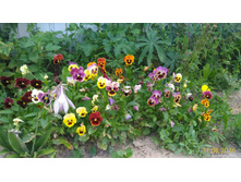 P 20160811 185333 1 p.jpg