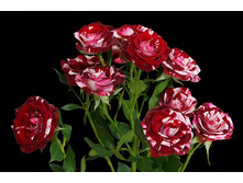 ������� � ��������.jpg