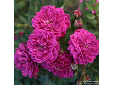 ��������� �����.jpg