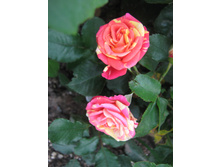 150880490-img 4132.jpg