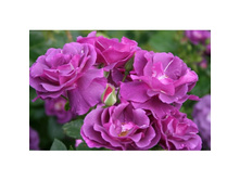 �������� �� ���.jpg