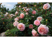 ������� �����.jpg