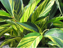 �������� Alpinia 'Variegata' -