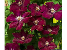 Clematis (��������) Rouge Cardinal P9 20-30cm 3.37 ����  ���� 3��