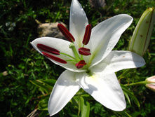 IMG 4985.JPG