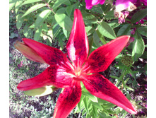 IMG 20160718 170256.jpg