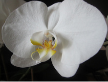 ����� 008.jpg