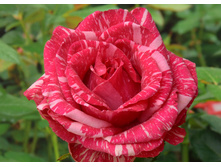 ���� �������.jpg