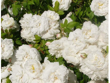 ����� �������.jpg