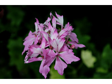 PAC Fireworks Pink.jpg