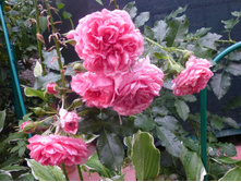 �������� �������