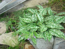 DSC05129 - ����� (2).JPG