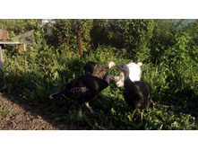 IMG 20160519 175900.jpg