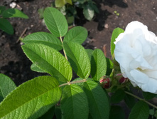 Louise Bugnet 2016�