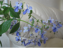 ������������ �����������