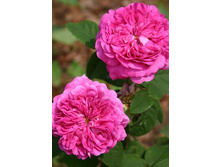 �� �������.jpg