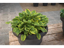 ����� ������ ����� 140