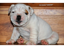 ��������� 144.JPG