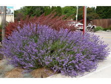 ������� ang. Hidcote