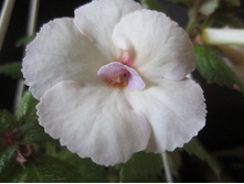 ����� 003.jpg